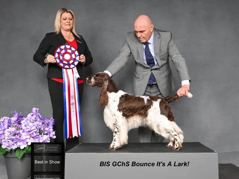 BIS GChS Bounce It's A Lark