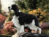 Female European English Springer Spaniel