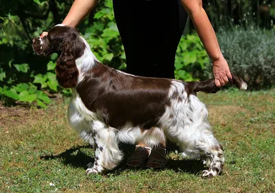 English Springer Spaniel - JPLCH JROMCH Eastriding Royal Player
