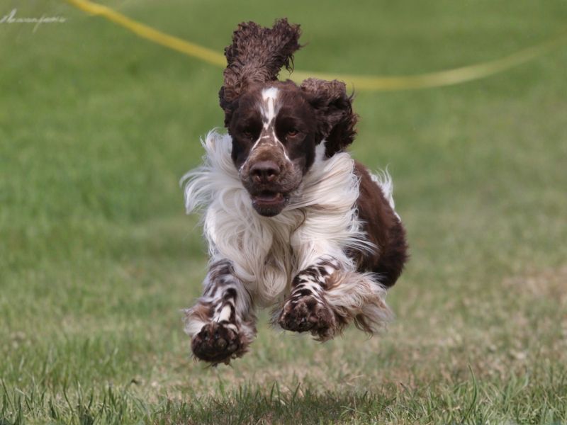 European English Springer Spaniel in field
