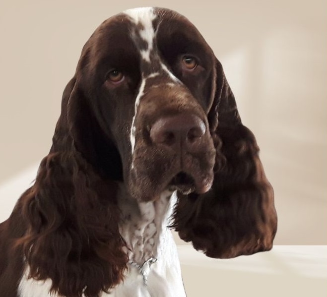 European Springer Spaniel portrait