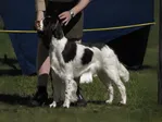 ENGLISH SPRINGER SPANIEL- KALEIDOSCOPE VOM SPRINGER-CLAN