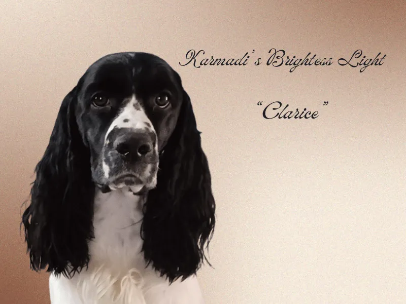European-style English Springer Spaniel: Karmadi's Brightess Light