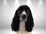 Karmadi's Brightess Light - English Springer Spaniel