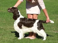European English Springer Spaniel Stud Dog: Int Ch / Multi CH / Multi JCH Lordsett Double Point
