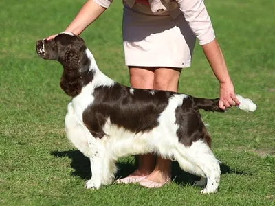 Lordsett Double Point - European English Springer Spaniel
