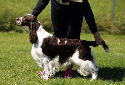 English Springer Spaniel - Int Ch Multi Ch Multi JCH Lordsett Under Your Spell