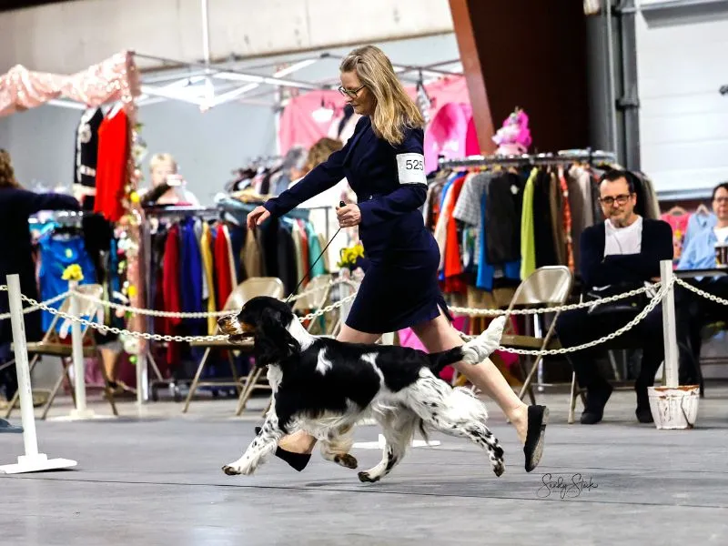 Canadian Champion Purehearts Dealers Choice - European English Springer Spaniel