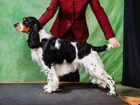 European English Springer Spaniel Stud Dog