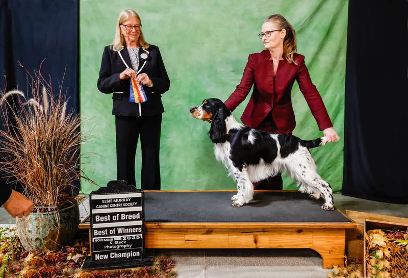 Canadian Champion Purehearts Dealers Choice - European English Springer Spaniel