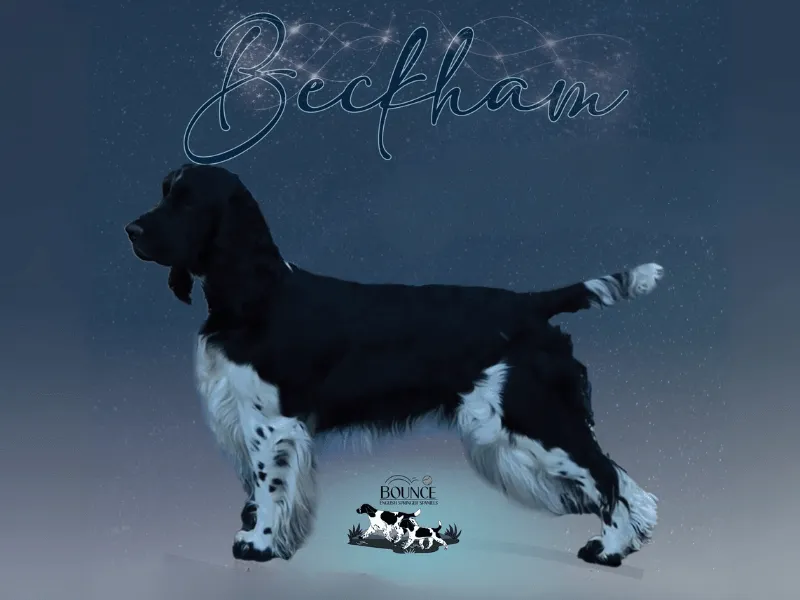 Wallylama's Lo And Behold - European English Springer Spaniel