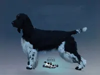 European English Springer Spaniel Stud Dog