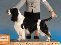 European English Springer Spaniel Stud Dog